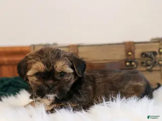 Shorkie dogs Buster - Ad 6