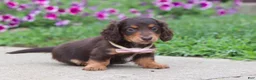 Miniature Dachshund dogs for sale: Olivia - Ad 6