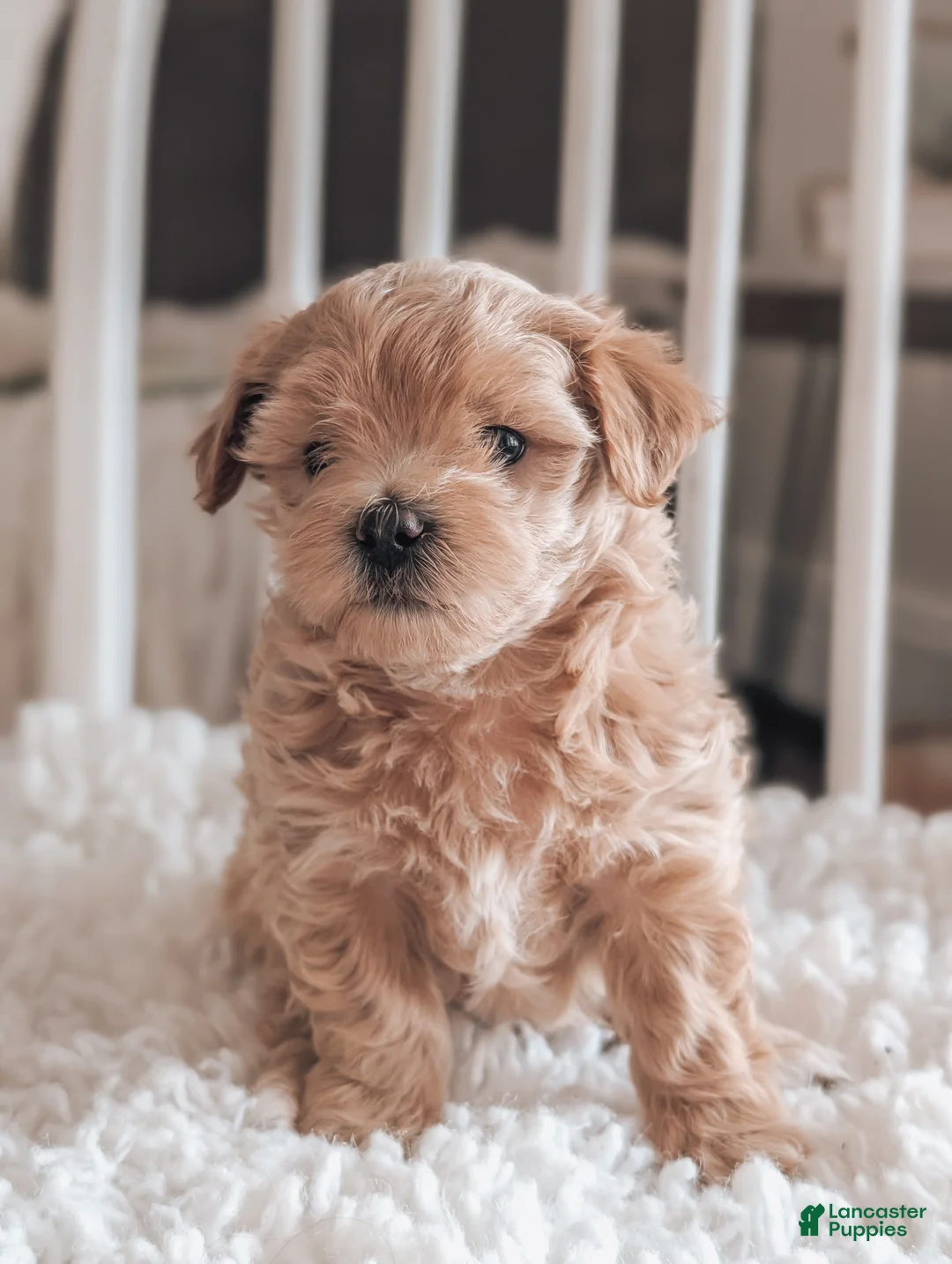 Maltipoo dogs for sale: Jack - Ad 3
