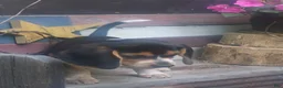 Beagle dogs for sale: Obie - Ad 7