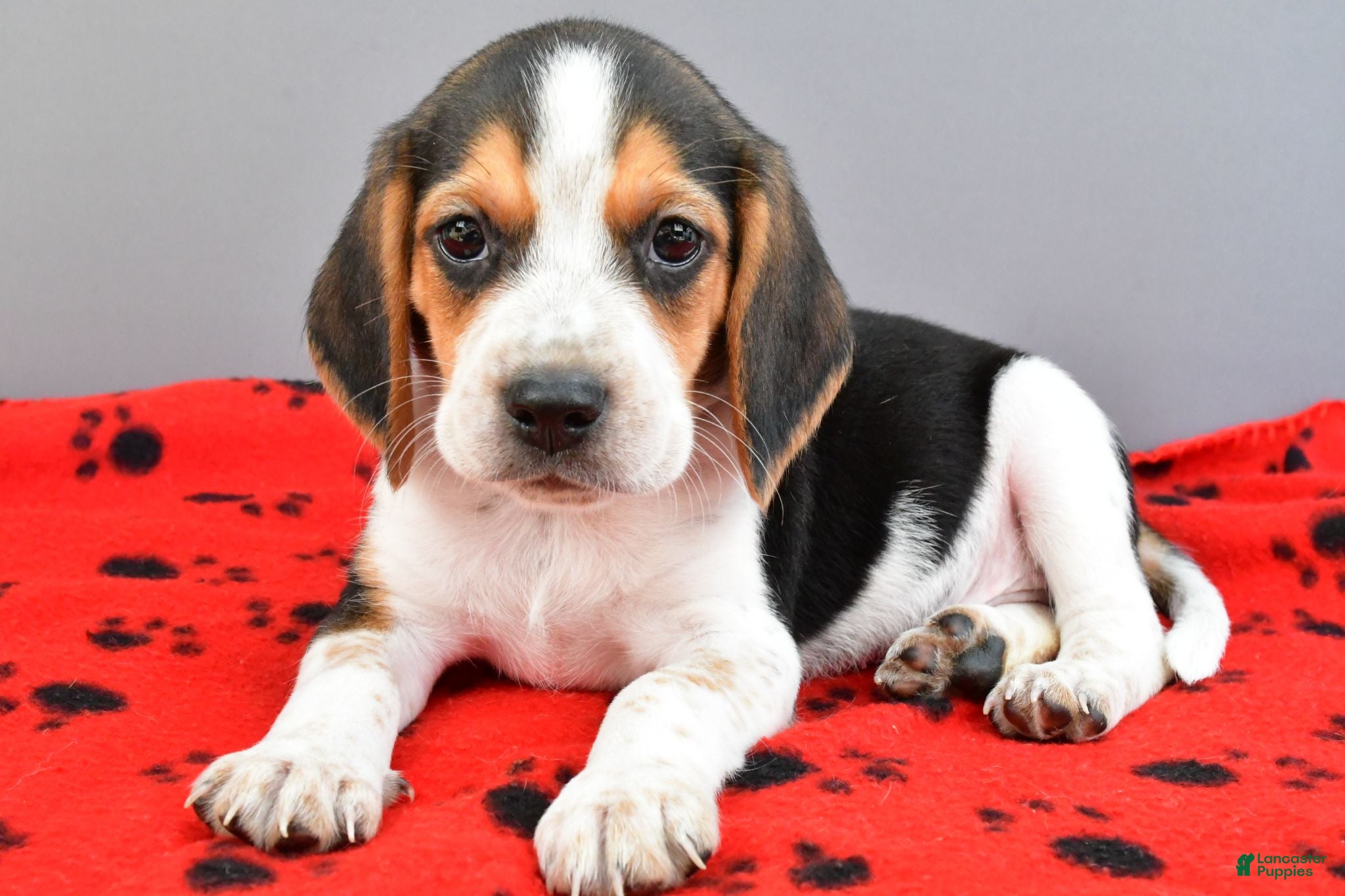 Beagle dogs Diamond - Ad 1