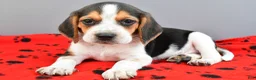 Beagle dogs for sale: Diamond - Ad 1