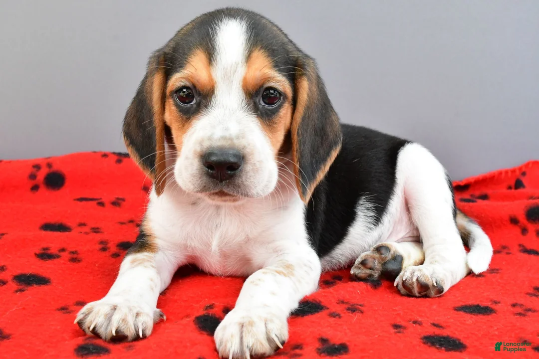 Beagle dogs for sale: Diamond - Ad 1