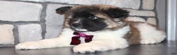 Akita dogs for sale: Lucy - Ad 3