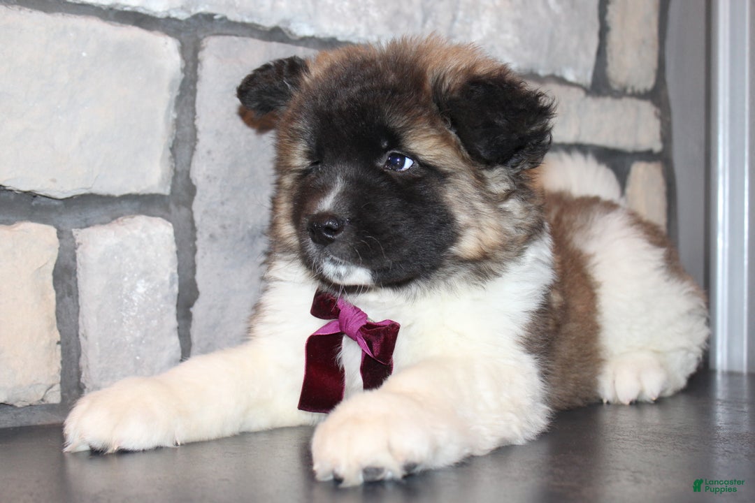 Akita dogs for sale: Lucy - Ad 3