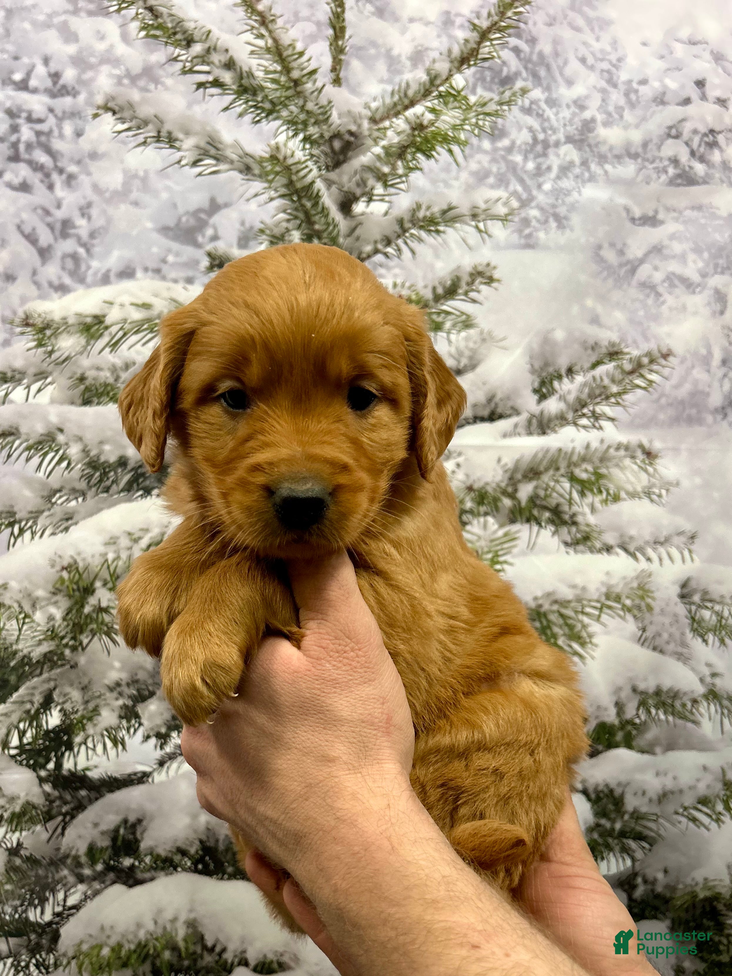 Golden Retriever dogs Daisy  - Ad 2