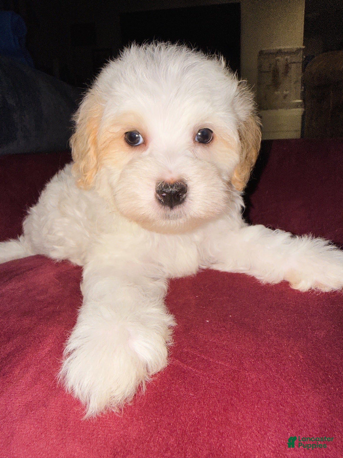 Mixed Breed dogs Thing 1 - Ad 39