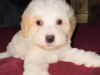 Mixed Breed dogs Thing 1 - Ad 39