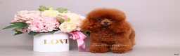 Toy Poodle dogs for sale: HÉLÈNE TINY RED TEACUP TOY POODLE GIRL - Ad 8