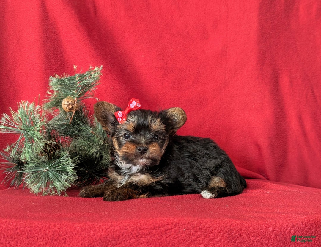 Yorkshire Terrier dogs for sale: Coralie Teacup - Ad 6
