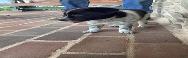 Buster