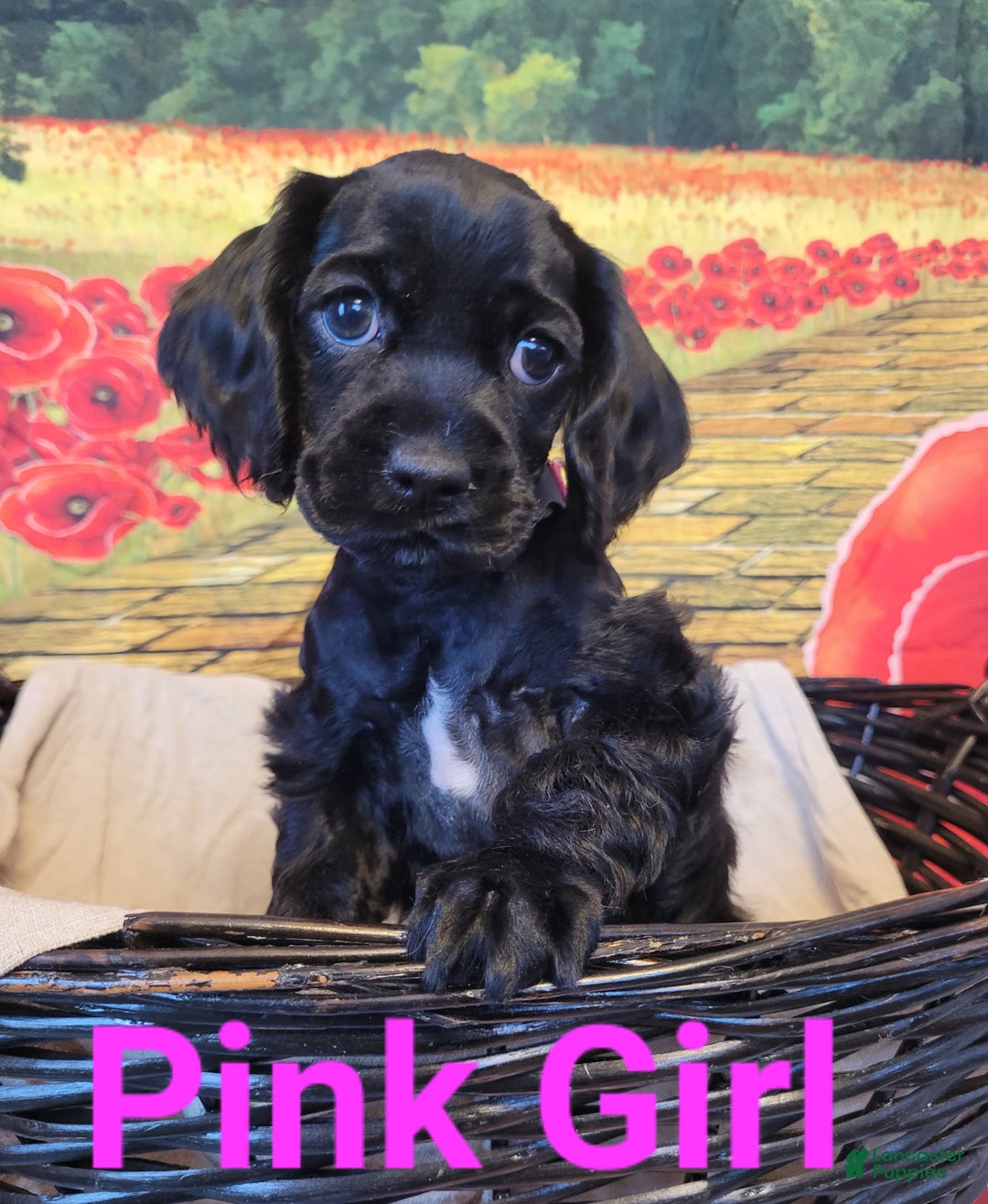 Cockapoo dogs for sale: Pink Girl  - Ad 3