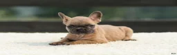 French Bulldog dogs for sale: Indy - Ad 6