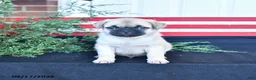 Mixed Breed dogs for sale: Snuggles   - Ad 1