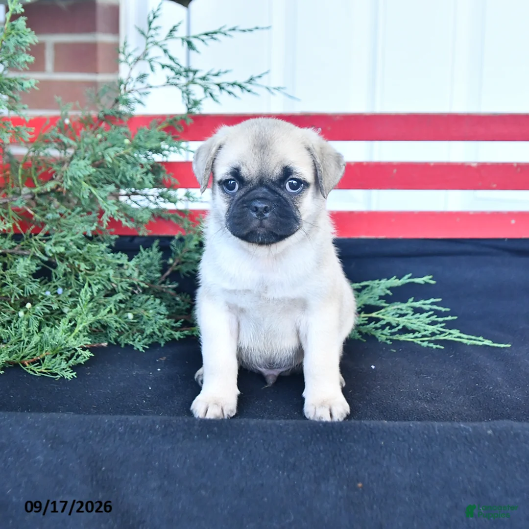 Mixed Breed dogs for sale: Snuggles   - Ad 1