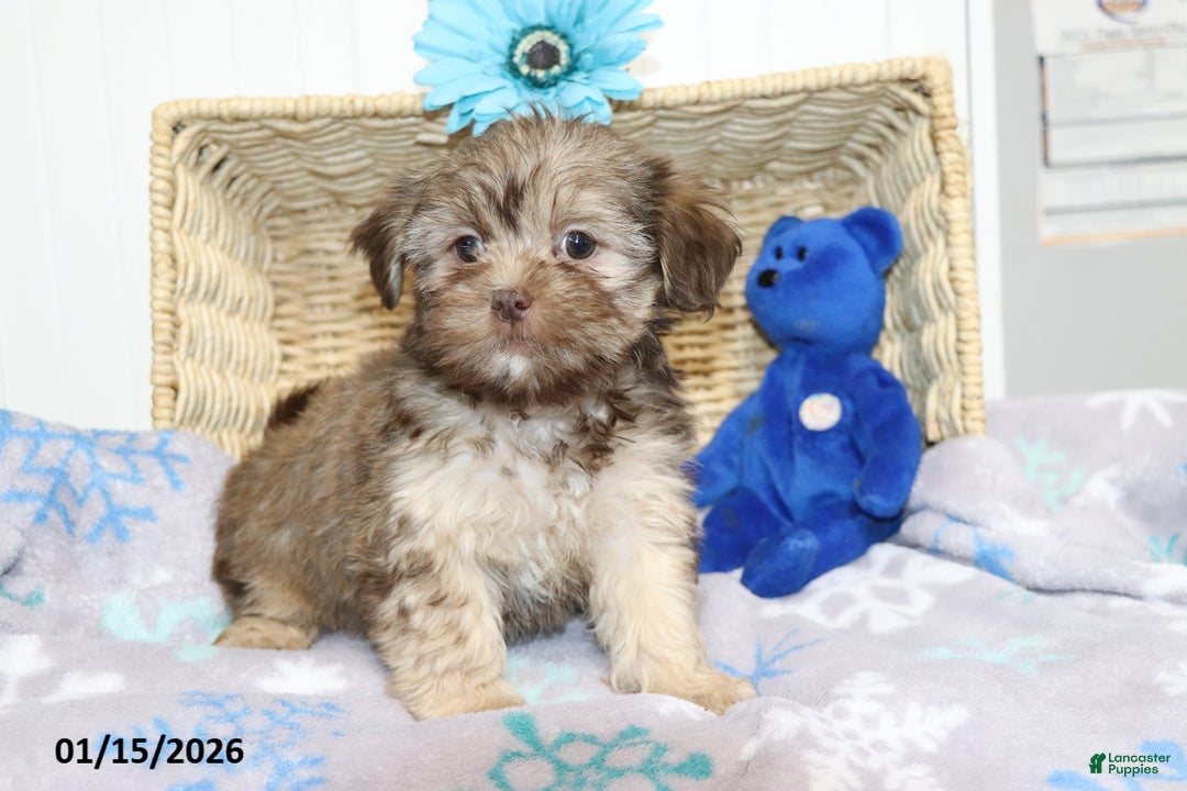 Shorkie dogs for sale: Angela - Ad 1