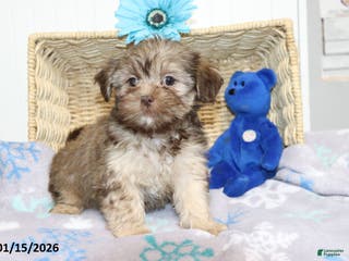 Shorkie dogs Angela - Ad 6