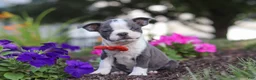 Boston Terrier dogs for sale: Bradie - Ad 4