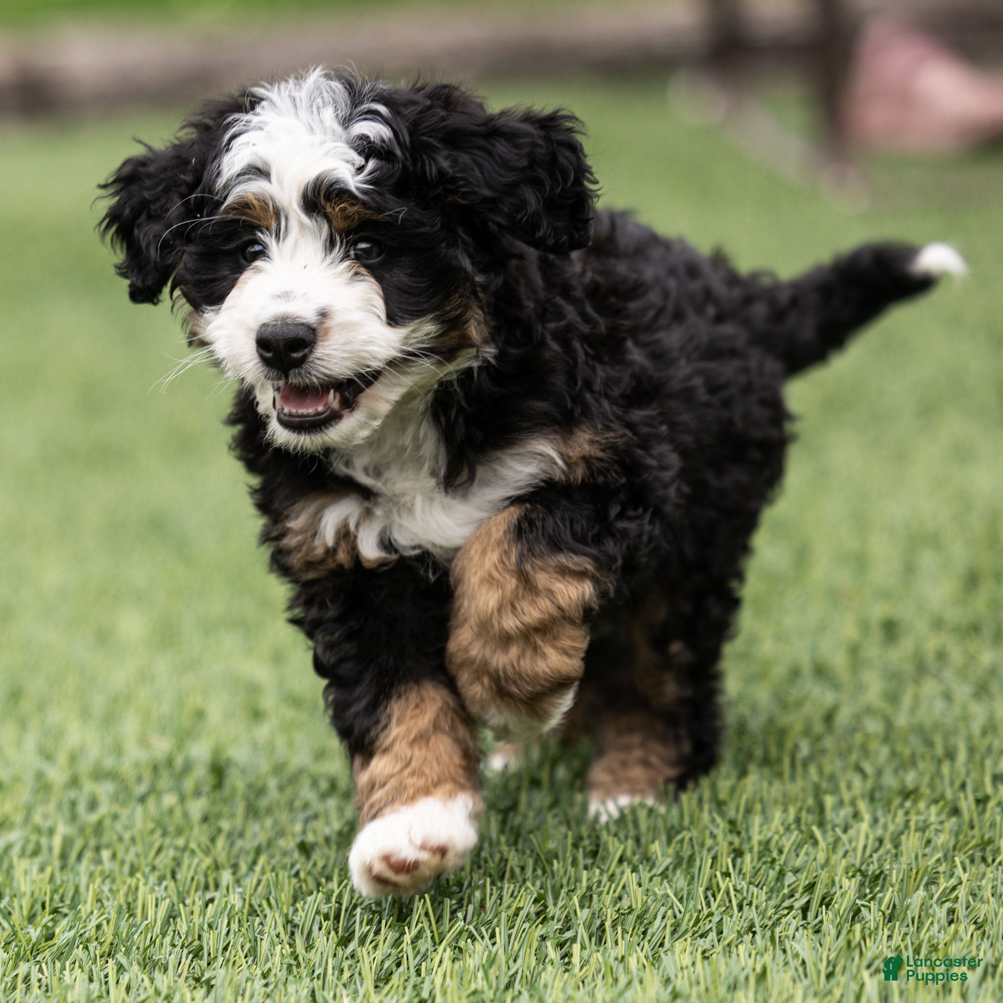 Bernedoodle dogs Briggs Bernedoodle Puppy  - Ad 2