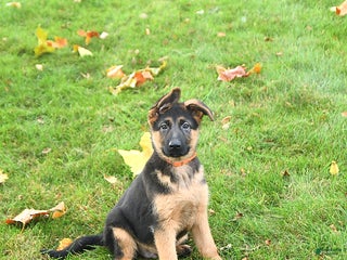 German Shepherd dogs - Ad 6