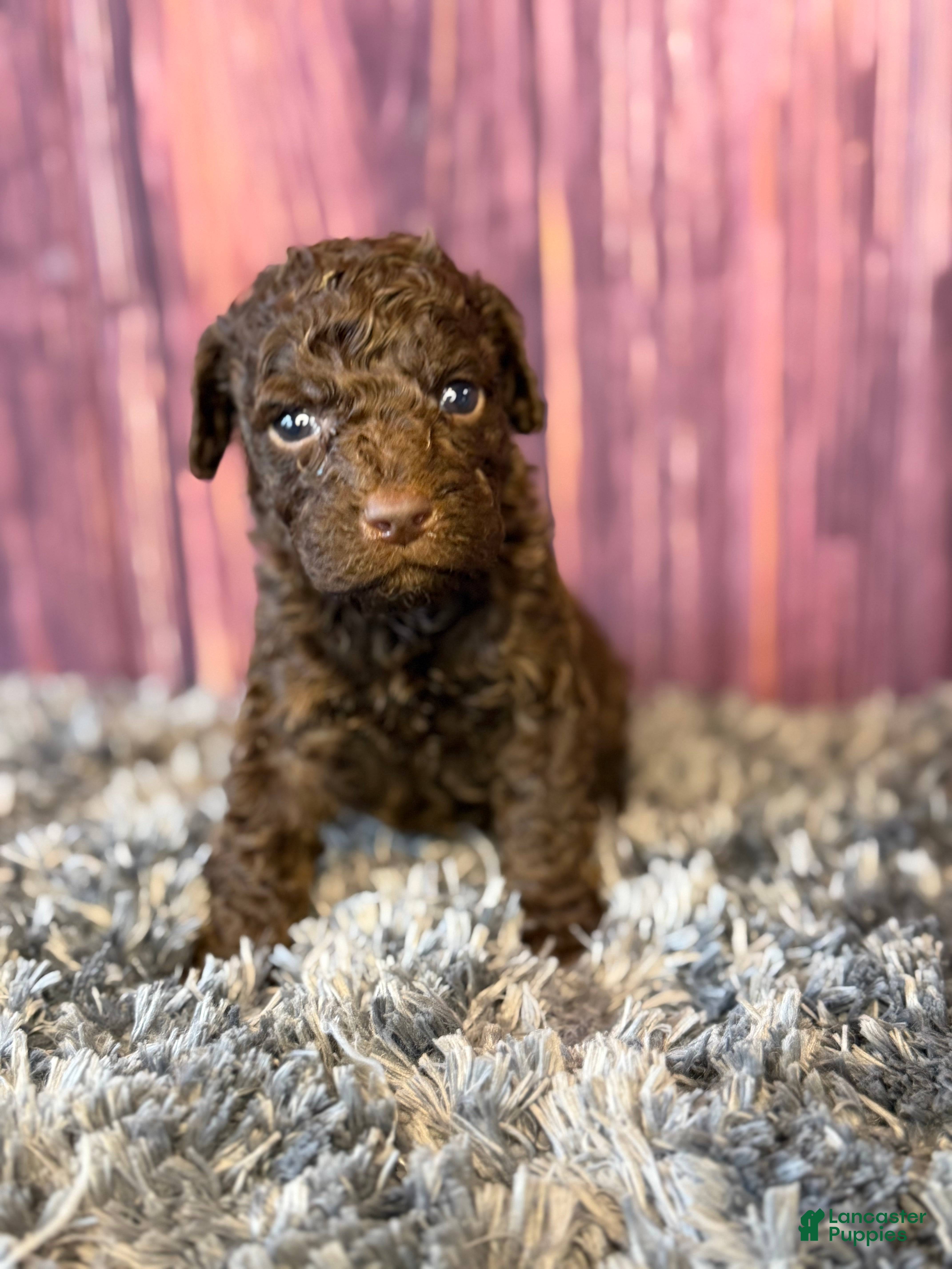 Cockapoo dogs Nico - Ad 2