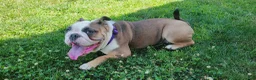 English Bulldog dogs for sale: TARZAN - Ad 6