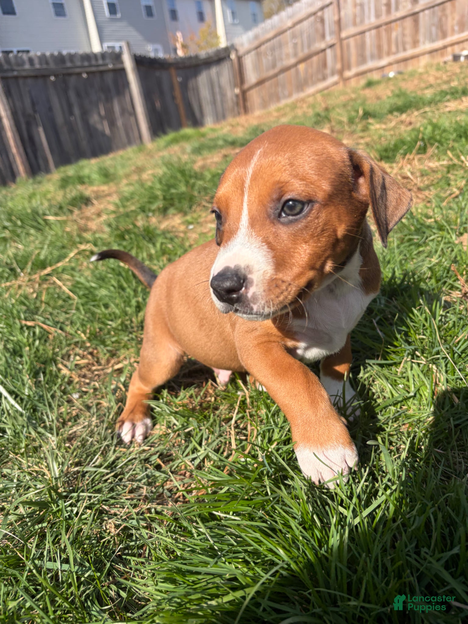 Mixed Breed dogs Butch - Ad 10