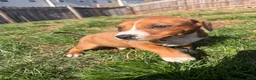 Mixed Breed dogs for sale: Butch - Ad 1