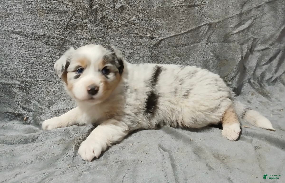 Australian Shepherd dogs Nala - Ad 5