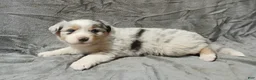 Australian Shepherd dogs for sale: Nala - Ad 1