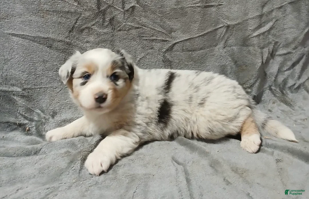 Australian Shepherd dogs for sale: Nala - Ad 1