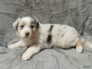 Australian Shepherd dogs Nala - Ad 5