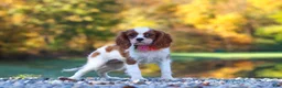 Cavalier King Charles Spaniel dogs for sale: Ariella - Ad 3