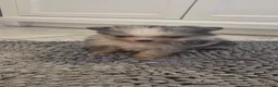 Pomeranian dogs for sale: Small merle boy - Ad 5