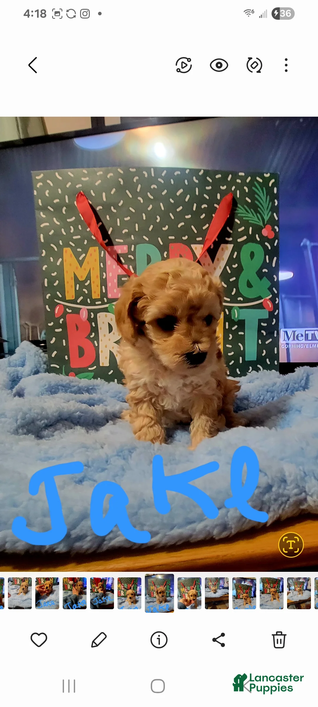Toy Poodle dogs for sale: Jake - Ad 3