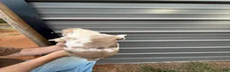 Catahoula Leopard Dog dogs for sale: Siggy - Ad 4