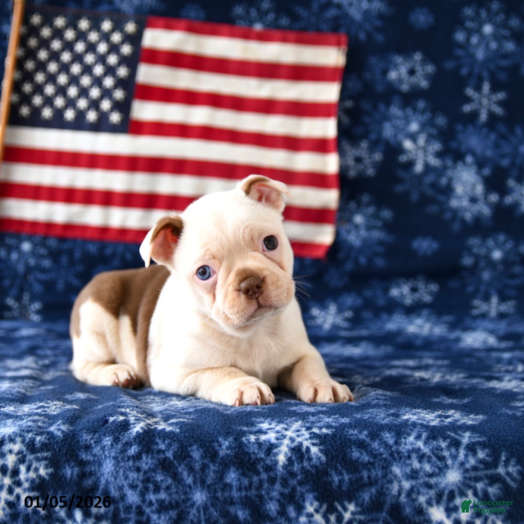 Boston Terrier dogs for sale: Rudy - Ad 2