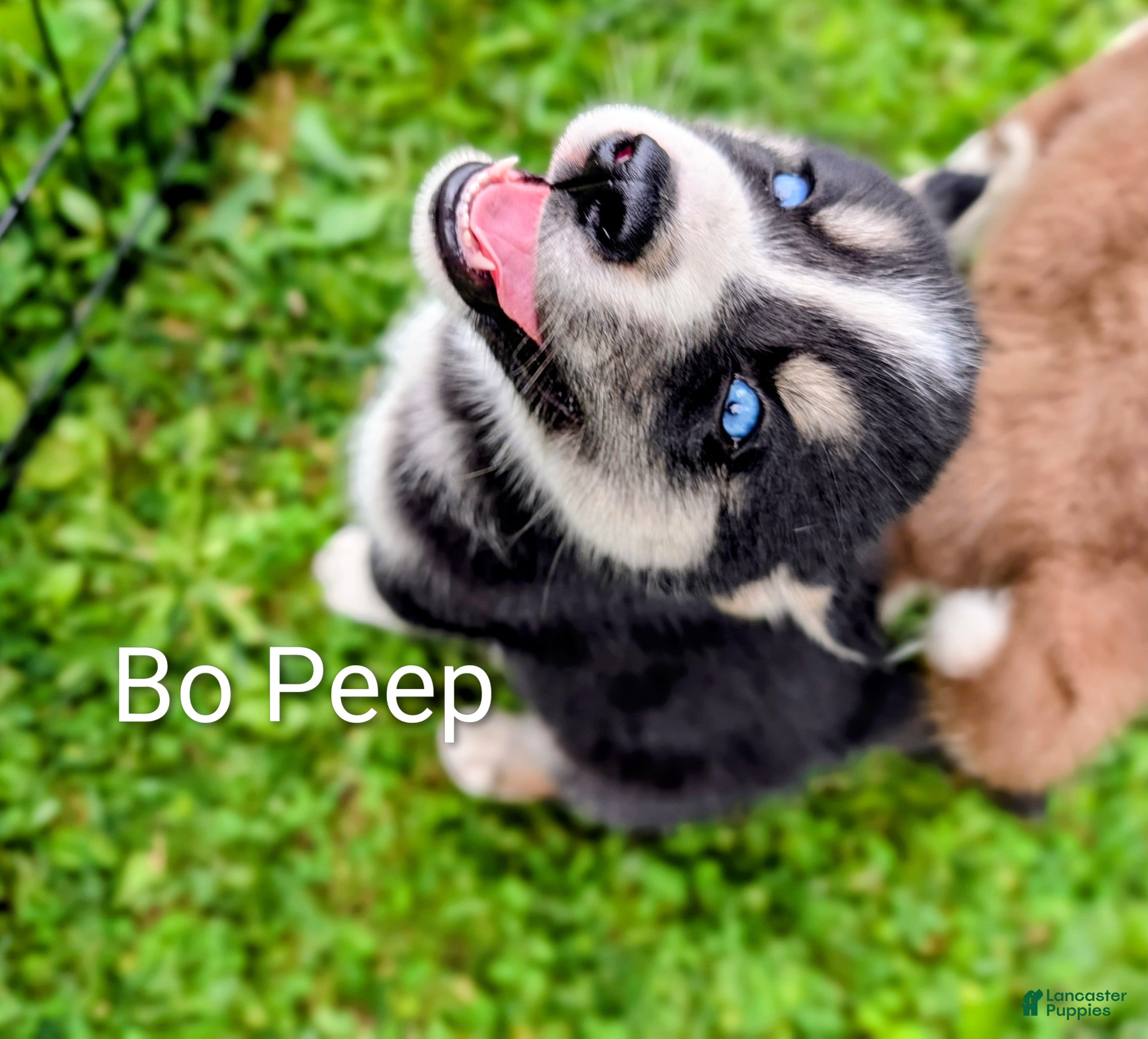 Siberian Husky dogs Dolly - Ad 1