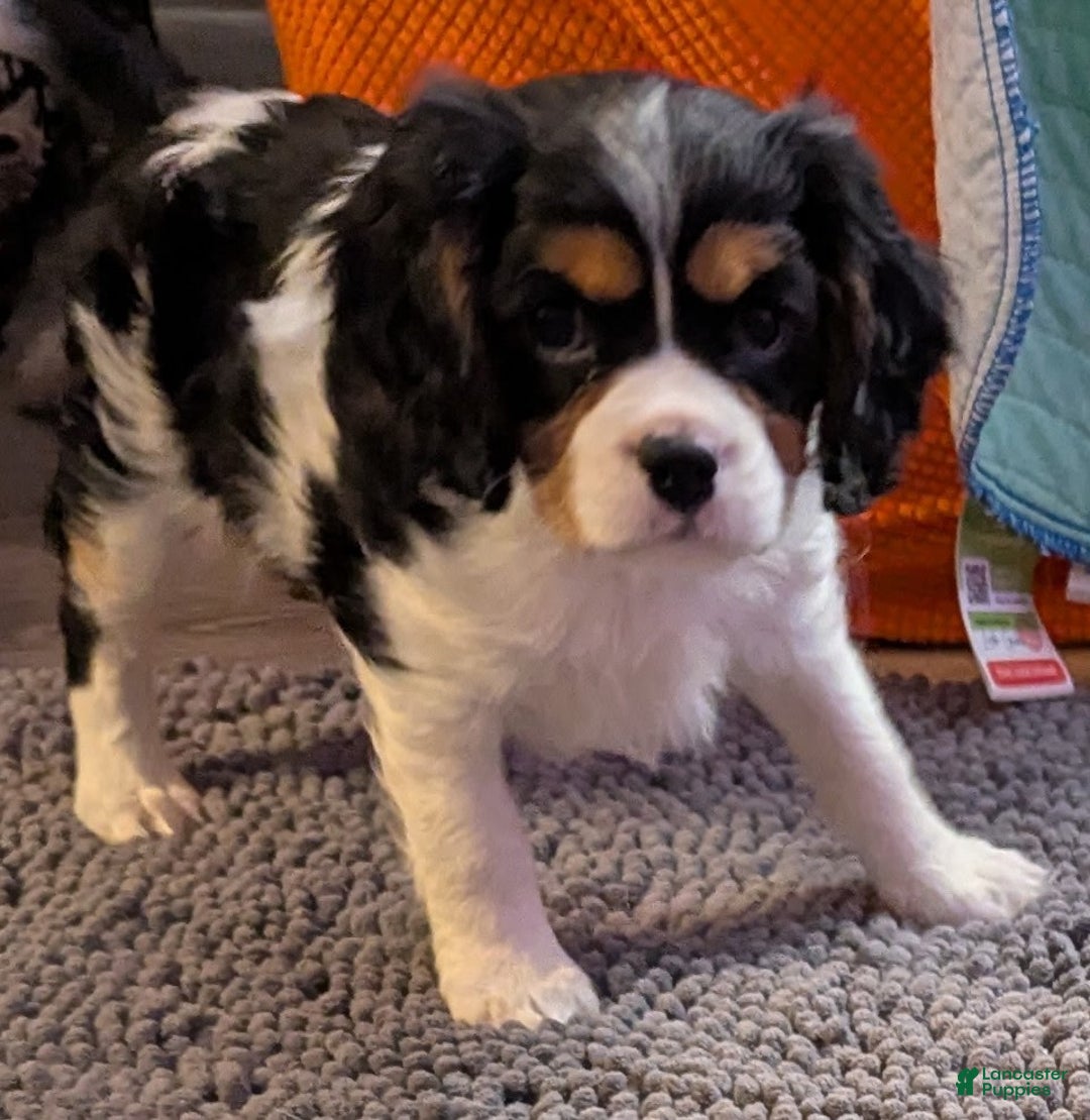Cavalier King Charles Spaniel dogs for sale: Cavalier King Charles Spaniel Puppy 2 - Ad 7