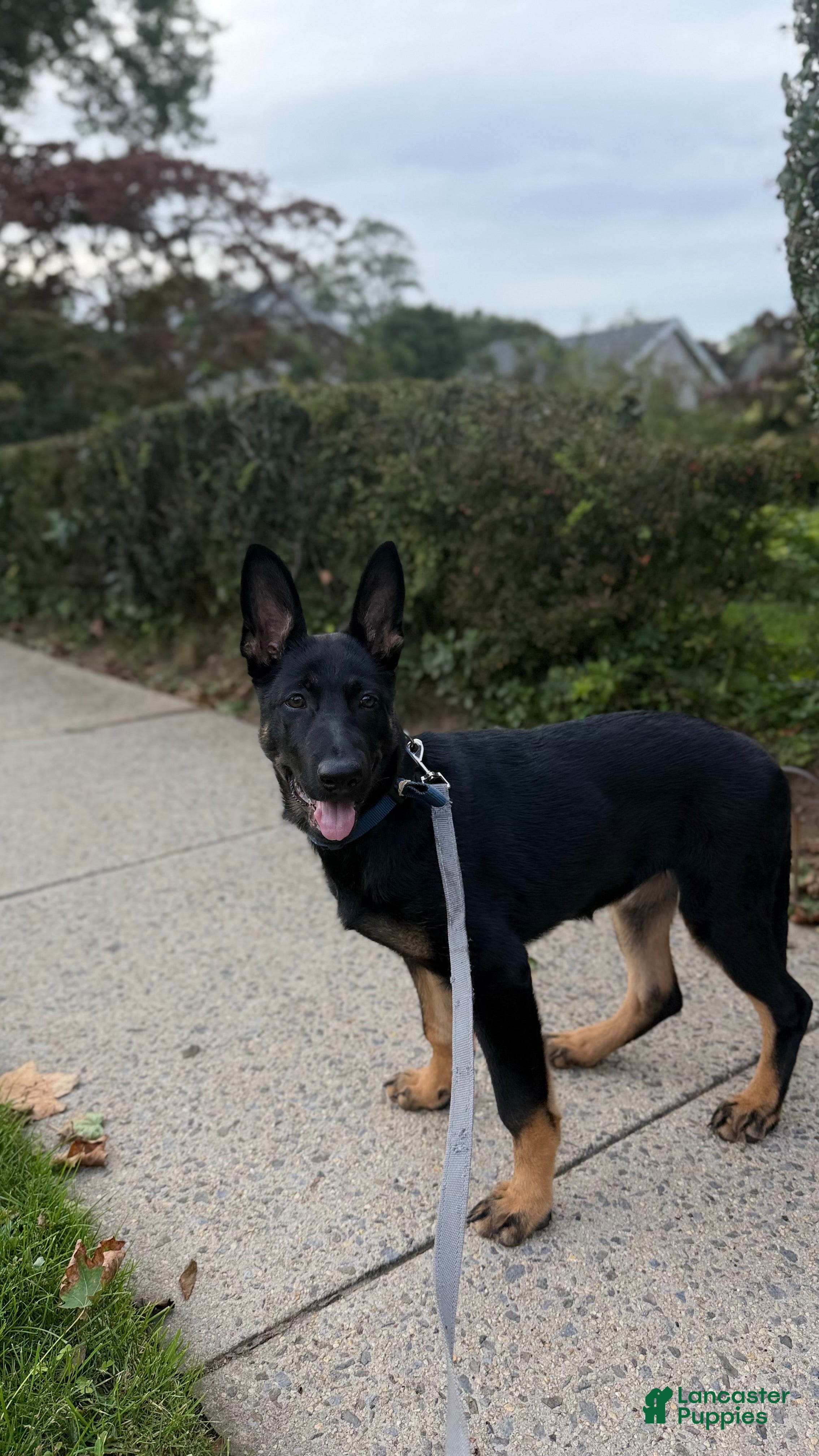 German Shepherd dogs German Shepherd 1 - Ad 21
