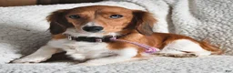 Miniature Dachshund dogs for sale: Laddie - Ad 6