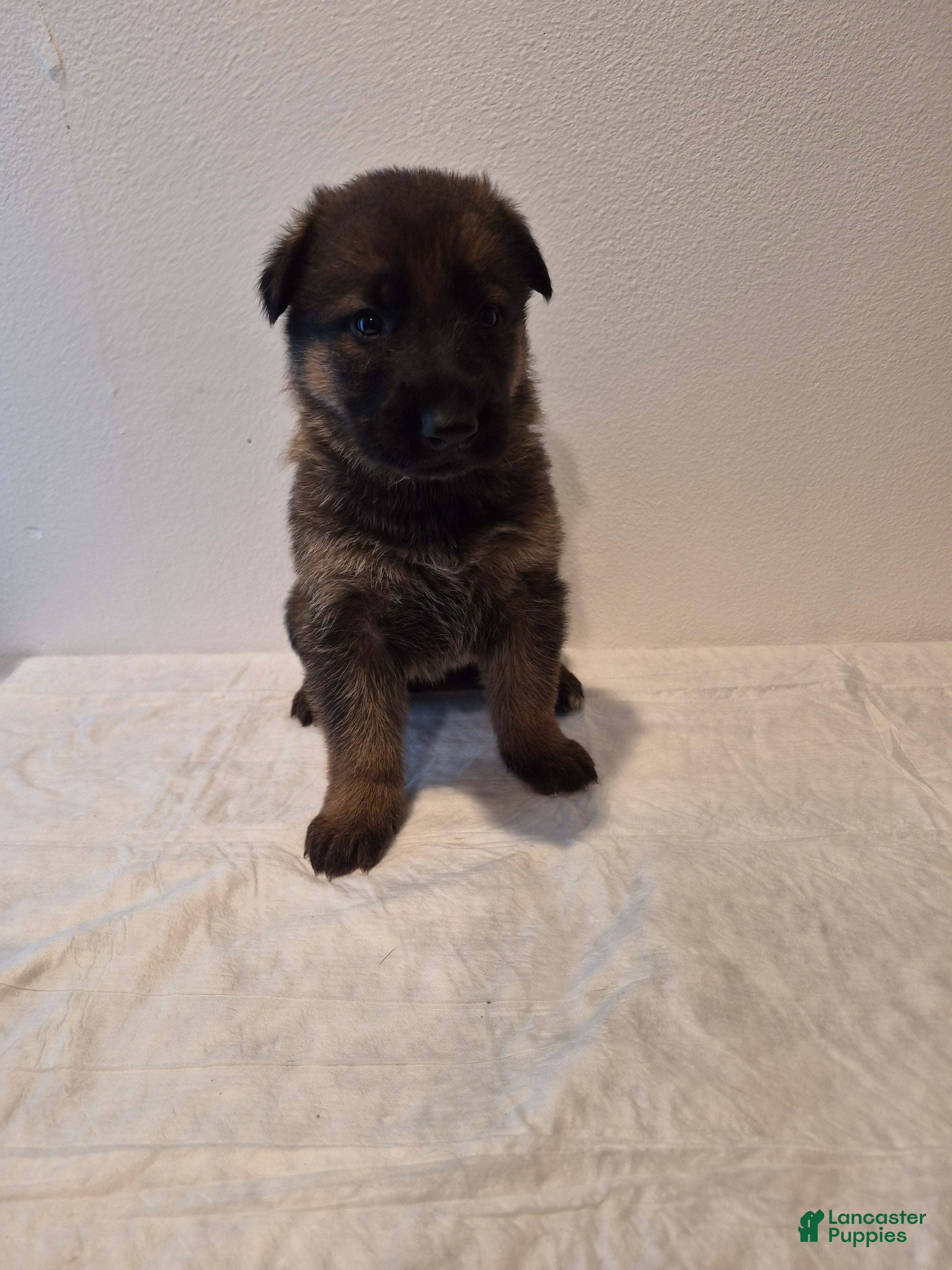 German Shepherd dogs Bear - Ad 25