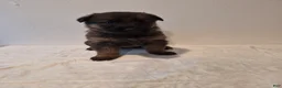German Shepherd dogs for sale: Bear - Ad 1