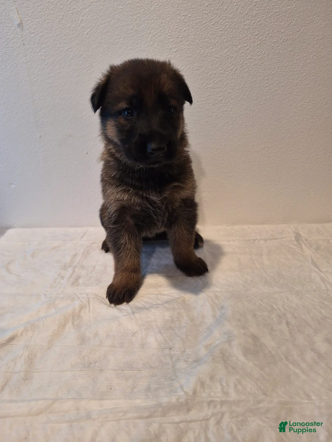 German Shepherd dogs for sale: Bear - Ad 1