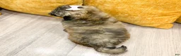 Shihpoo dogs for sale: Jewel - Ad 4
