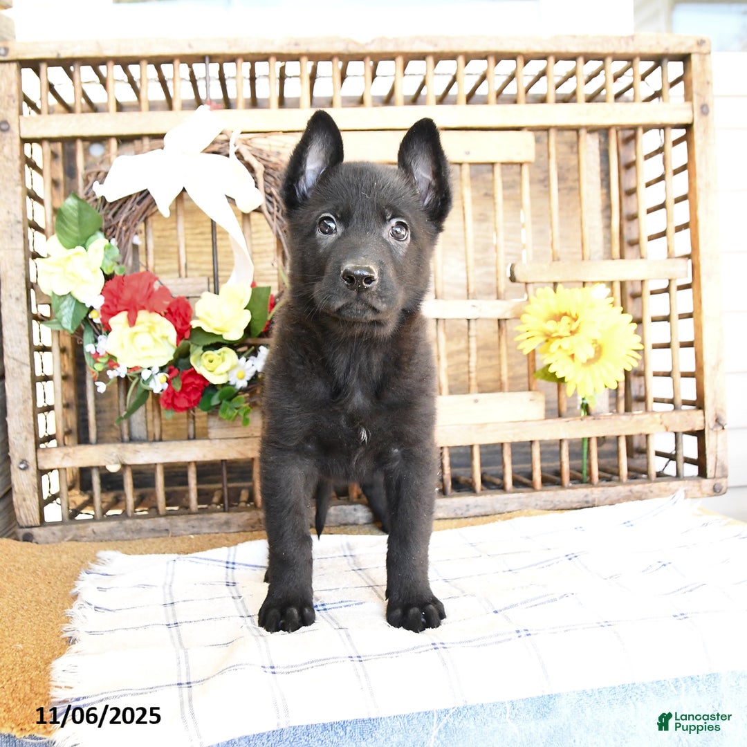 Mixed Breed dogs for sale: Owen - Ad 6