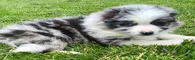 Max