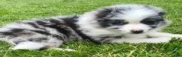 Mixed Breed dogs for sale: Max - Ad 1