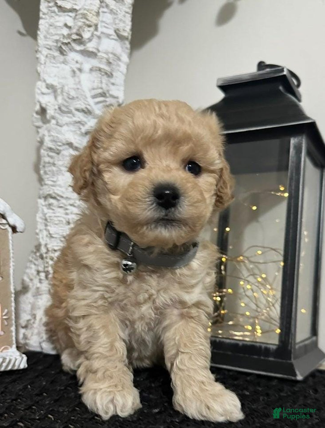 Maltipoo dogs for sale: Sam - Ad 7