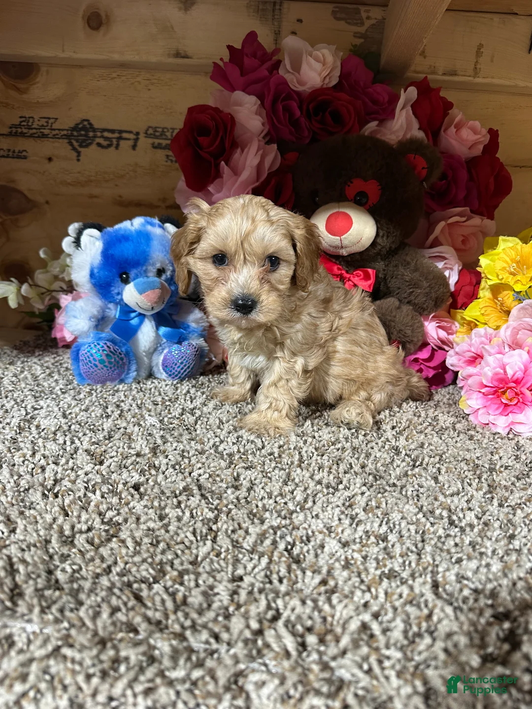 Cavapoo dogs for sale: Cavapoo Puppy 2 - Ad 4
